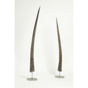 Pair of oryx horn 2