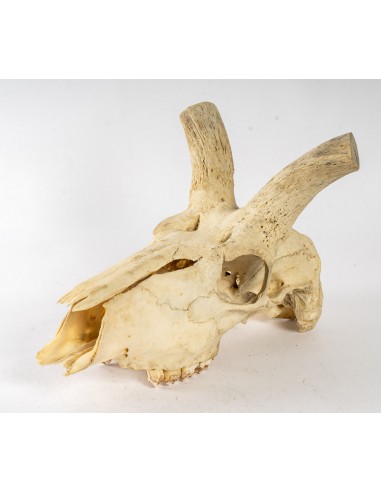 Set of 3 Heads