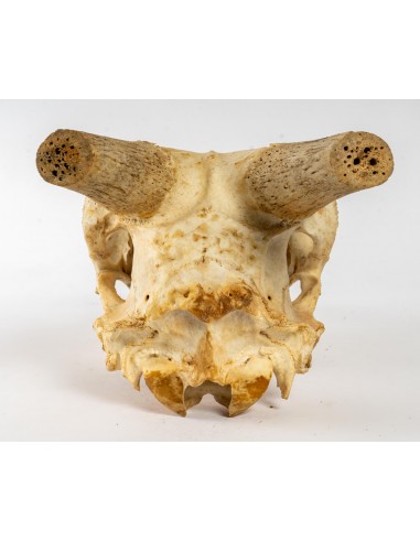 Set of 3 Heads