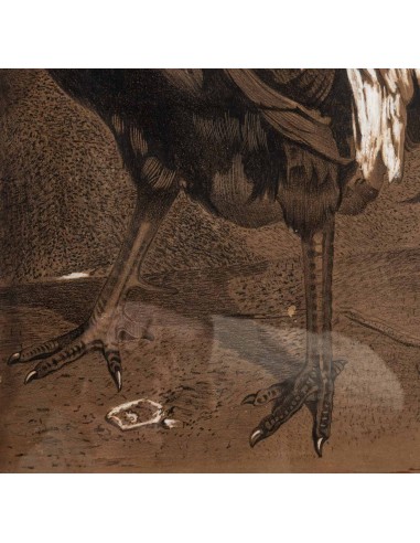 Rooster" pencil drawing, framed, 20th...