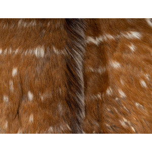 Animal skin for wall... 2