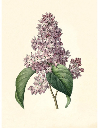 非常精美的植物图画照片 "Syringa Vulgaris"。