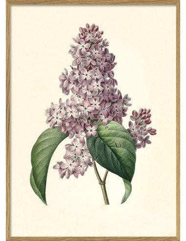 非常精美的植物图画照片 "Syringa Vulgaris"。
