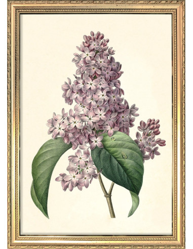 非常精美的植物图画照片 "Syringa Vulgaris"。