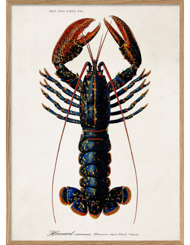 Very Nice Lobster Photo Print