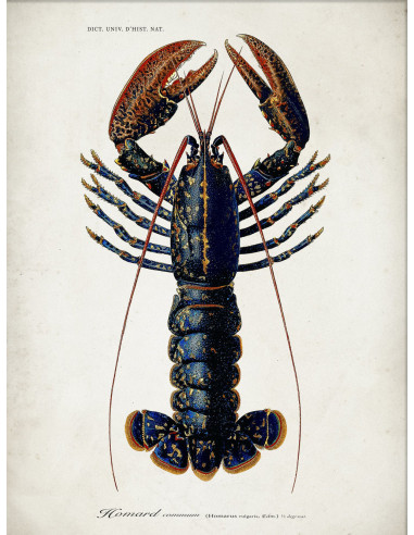 Very Nice Lobster Photo Print