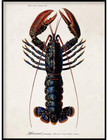Very Nice Lobster Photo Print