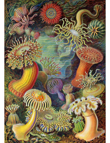 非常好的 "Actiniae "的绘画印象。