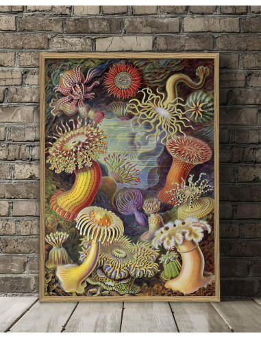 非常好的 "Actiniae "的绘画印象。