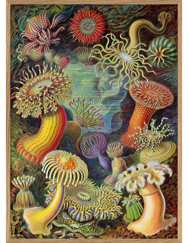 非常好的 "Actiniae "的绘画印象。