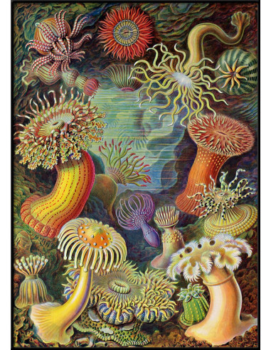 非常好的 "Actiniae "的绘画印象。