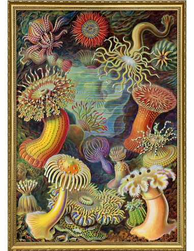 非常好的 "Actiniae "的绘画印象。