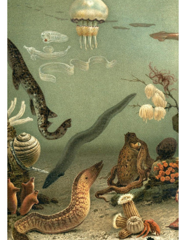 非常漂亮的 "水族馆左侧 "画框印刷品