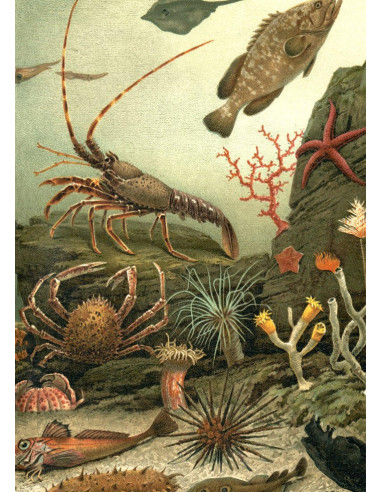 非常精美的 "水族馆右侧 "画框印刷品