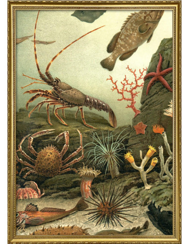 非常精美的 "水族馆右侧 "画框印刷品