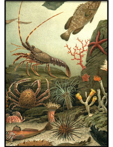 非常精美的 "水族馆右侧 "画框印刷品