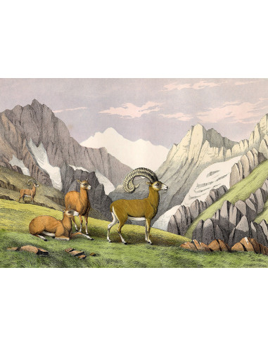 Beautiful Framed Drawing Print of...