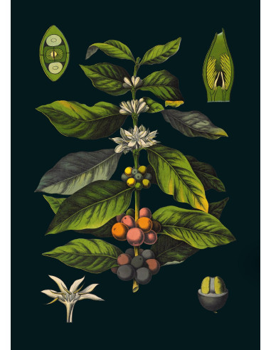 非常精美的 "Le Café "画框印刷品