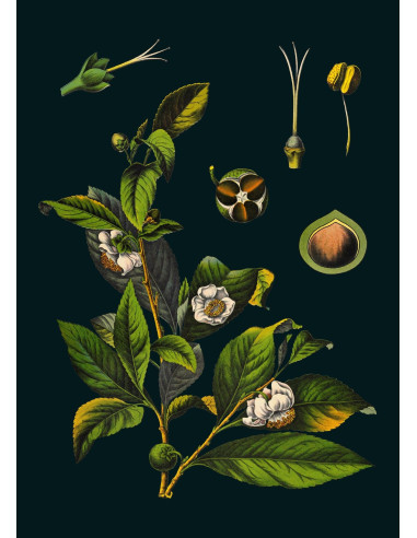 Beautiful Framed Drawing: Tea