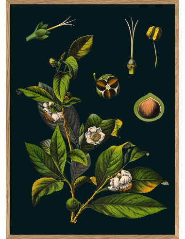 Very Fine Framed Drawing Print: Tea