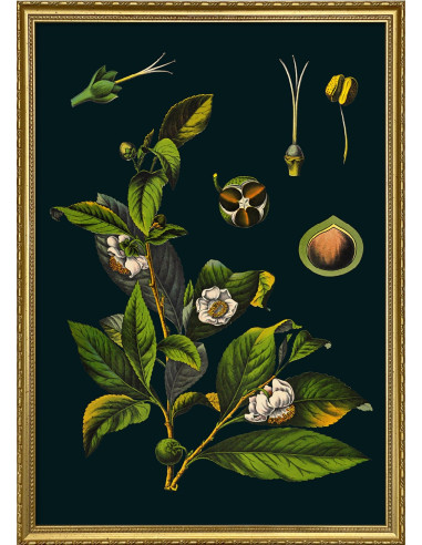 Very Fine Framed Drawing Print: Tea