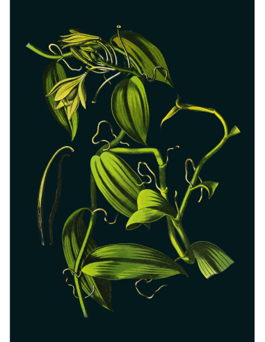 Dibujo enmarcado Very Fine Print:...