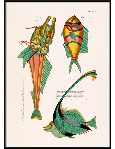 美术印刷画框，标题为 "Les Poisson...