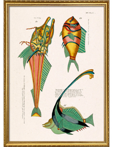 美术印刷画框，标题为 "Les Poisson...