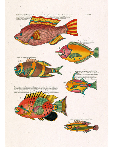 精美的有框素描版画，标题为 "Les Poisson Exotiques...