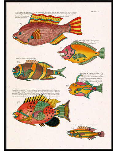 精美的有框素描版画，标题为 "Les Poisson Exotiques...