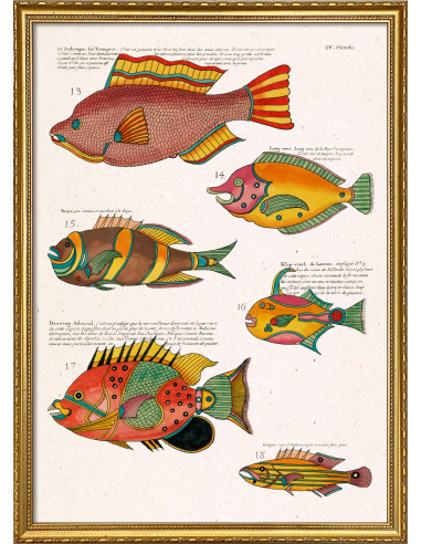 精美的有框素描版画，标题为 "Les Poisson Exotiques...