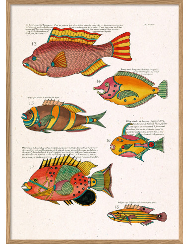 精美的有框素描版画，标题为 "Les Poisson Exotiques...