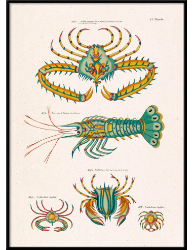 精美有框素描版画，标题为 "Les Crustacés Exotiques...