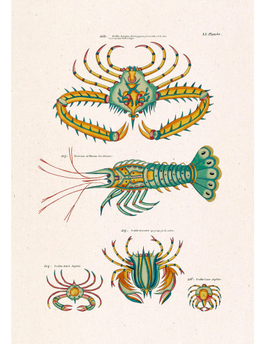 精美有框素描版画，标题为 "Les Crustacés Exotiques...