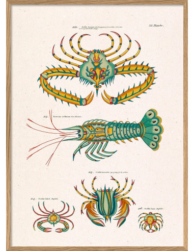 精美有框素描版画，标题为 "Les Crustacés Exotiques...