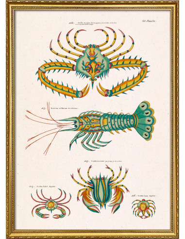精美有框素描版画，标题为 "Les Crustacés Exotiques...