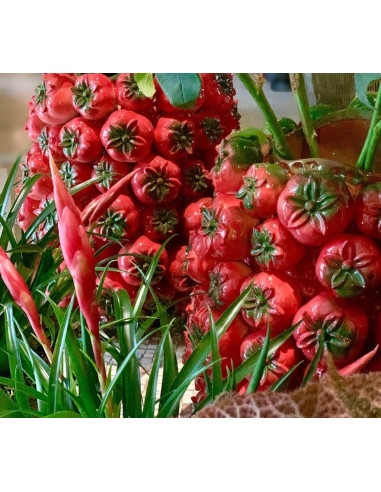 Para wazonów, model Tomate