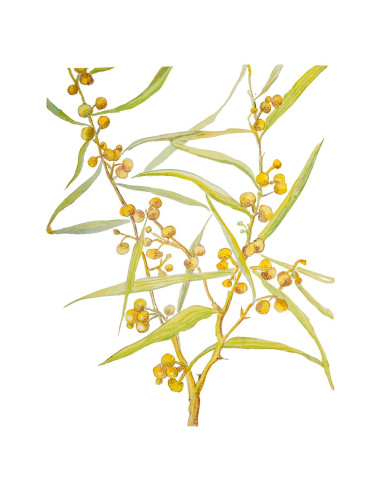 植物水彩画，双面，20 世纪。