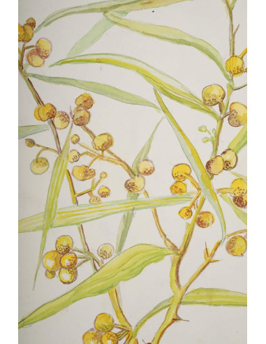 植物水彩画，双面，20 世纪。