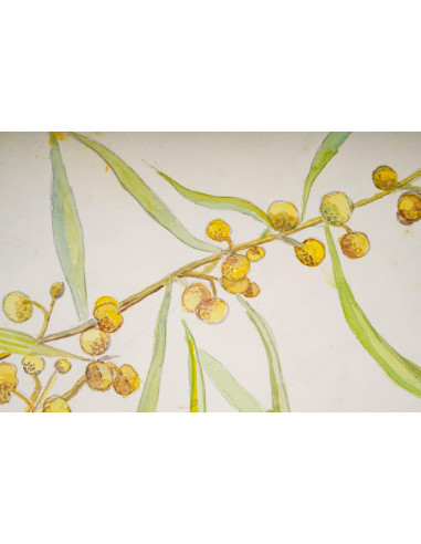 植物水彩画，双面，20 世纪。