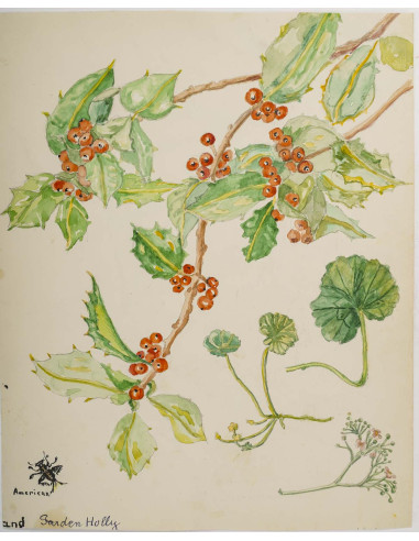 植物水彩画，双面，20 世纪。