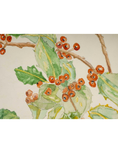 植物水彩画，双面，20 世纪。