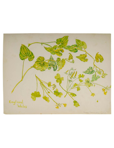 植物水彩画，双面，英格兰威尔士，20 世纪。