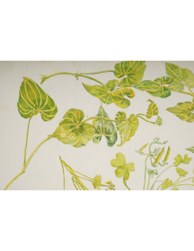 植物水彩画，双面，英格兰威尔士，20 世纪。