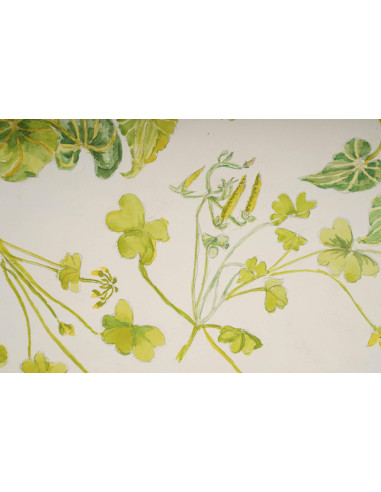 植物水彩画，双面，英格兰威尔士，20 世纪。