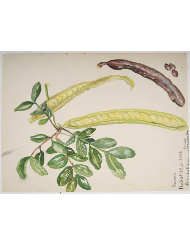 植物水彩画，双面，英格兰威尔士，20 世纪。