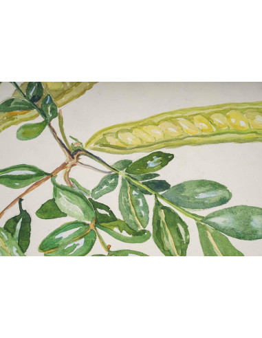植物水彩画，双面，英格兰威尔士，20 世纪。