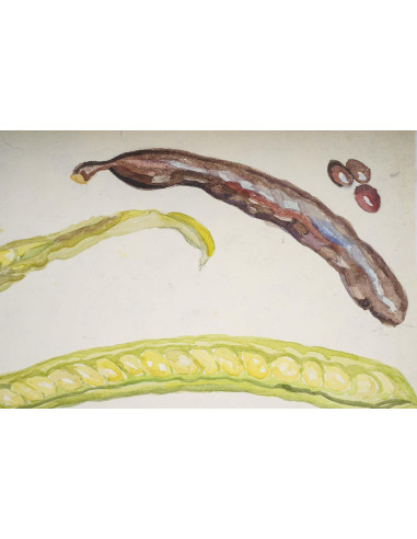 植物水彩画，双面，英格兰威尔士，20 世纪。