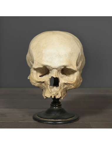 Hamlett skull on wood and resin base