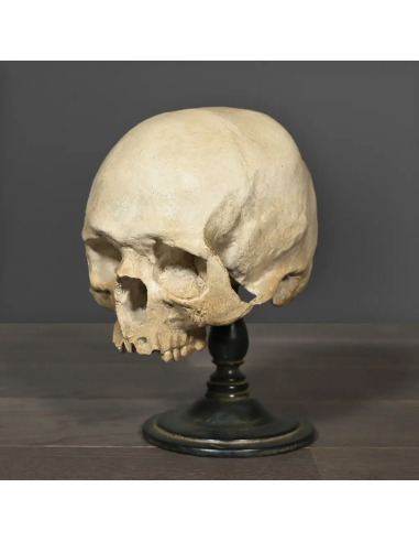Hamlett skull on wood and resin base
